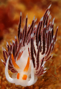 Elegant nudibrach in False Bay, Cape Town. by Charles Wright 